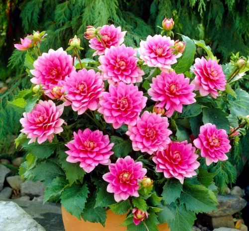 Dahlia Border Bluesette / Dália