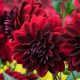 Dahlia Decorative Arabien Night / Dália