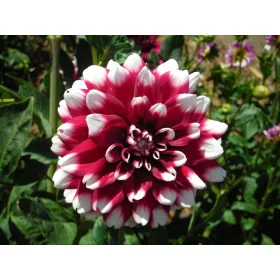 Dahlia Decorative Duet / Dália