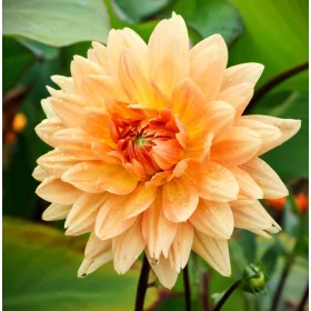 Dahlia Decorative Glorie van Noordwijk / Dália