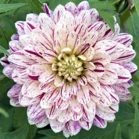 Dahlia Decorative Smokey / Dália