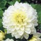 Dahlia Decorative White Perfection / Dália