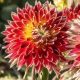 Dahlia Giantflowering Akita / Dália