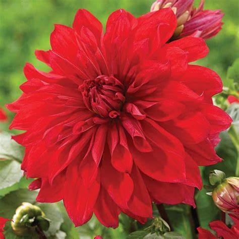 Dahlia Decorative giantflowering Babylon Red / Dália