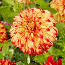 Dahlia Decorative giantflowering Lady Darlene / Dália