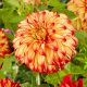 Dahlia Decorative giantflowering Lady Darlene / Dália