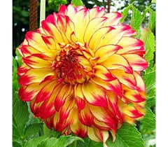 Dahlia Decorative giantflowering Lady Darlene / Dália