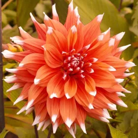 Dahlia Cactus Colour Spectacle / Dália