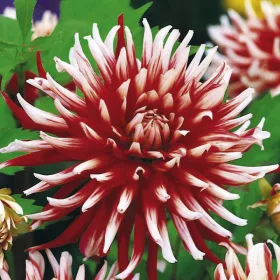 Dahlia Cactus Friquolet / Dália