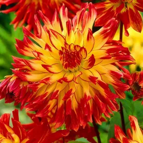 Dahlia Cactus Vuurvogel / Dália