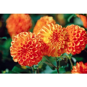 Dahlia Pompon Bantling / Dália