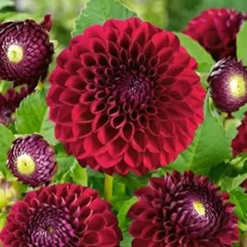 Dahlia Pompon Natal / Dália