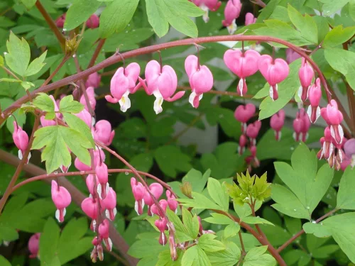 Dicentra spectabilis / Szívvirág rózsaszín