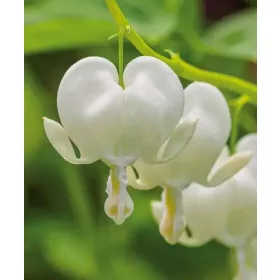 Dicentra spectabilis Alba / Szívvirág fehér