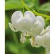 Dicentra spectabilis Alba / Szívvirág fehér