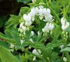 Dicentra spectabilis Alba / Szívvirág fehér