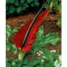 Dracunculus vulgaris / Sárkánykontyvirág