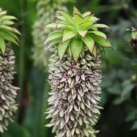 Eucomis bicolor / Kétszínű üstökliliom 1db