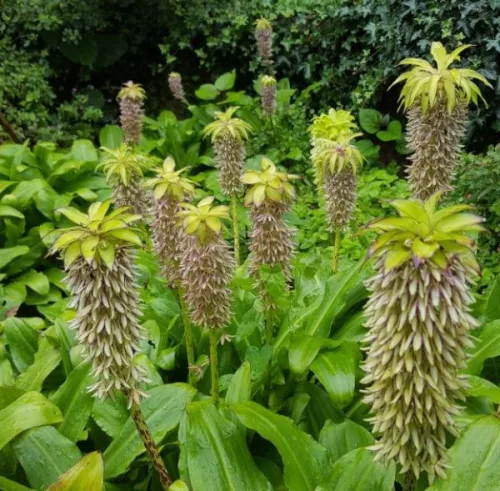 Eucomis bicolor / Kétszínű üstökliliom 1db