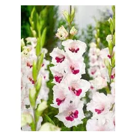 Gladiolus Fiorentina / Kardvirág