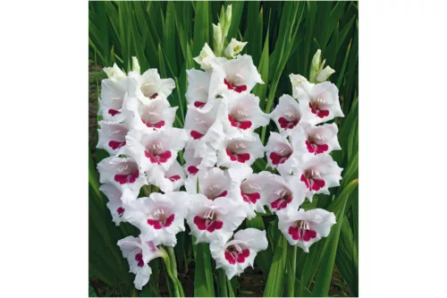 Gladiolus Fiorentina / Kardvirág