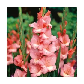 Gladiolus Spic and Span / Kardvirág