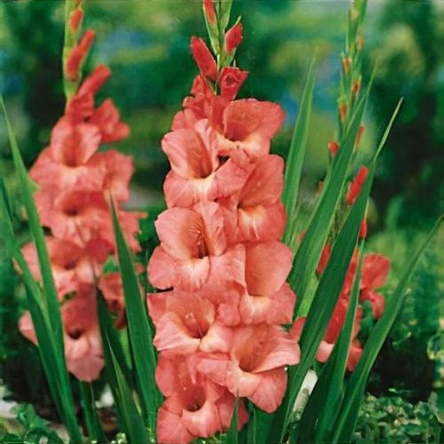 Gladiolus Spic and Span / Kardvirág
