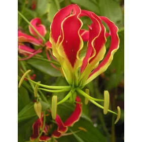 Gloriosa Rotschildiana / Koronásliliom