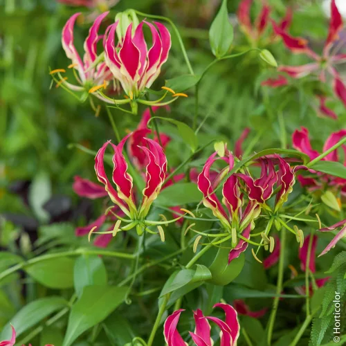 Gloriosa Rotschildiana / Koronásliliom