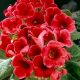 Gloxinia Etoile de Feu / piros