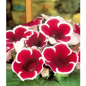 Gloxinia Kaiser Friedrich / piros-fehér