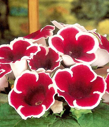 Gloxinia Kaiser Friedrich / piros-fehér