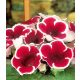 Gloxinia Kaiser Friedrich / piros-fehér