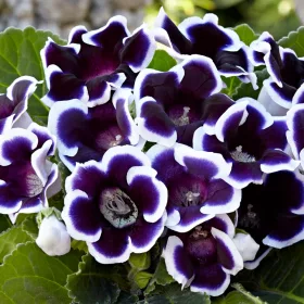 Gloxinia Kaiser Wilhelm / kék-fehér