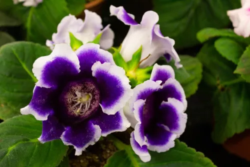 Gloxinia Kaiser Wilhelm / kék-fehér