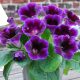 Gloxinia Violacea / lila