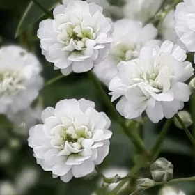 Gypsophila Bristol Fairy / Fátyolvirág teltvirágú