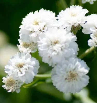 Gypsophila Bristol Fairy / Fátyolvirág teltvirágú