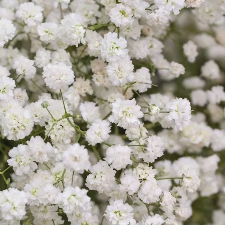 Gypsophila Bristol Fairy / Fátyolvirág teltvirágú