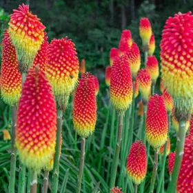 Kniphofia uvaria / Fáklyaliliom