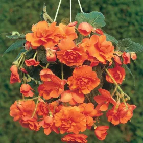 Begonia Pendula orange / Csüngő begónia narancs