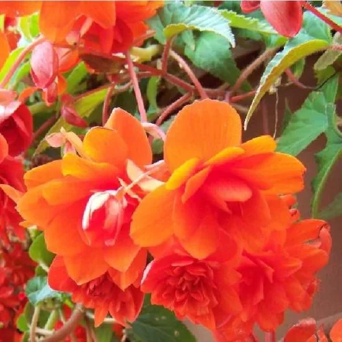 Begonia Pendula orange / Csüngő begónia narancs
