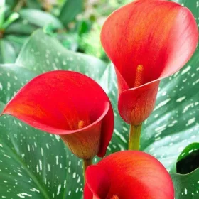 Zantedeschia red / Kála piros