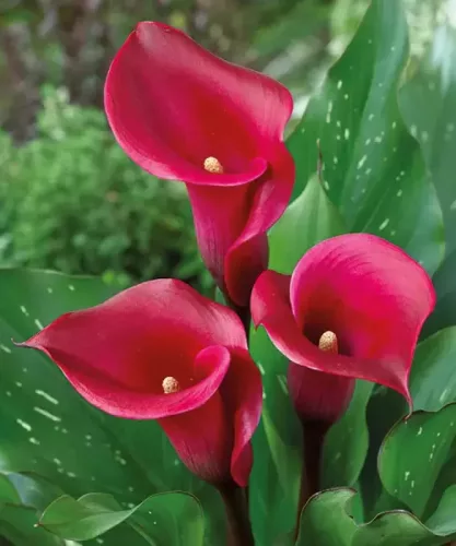 Zantedeschia red / Kála piros