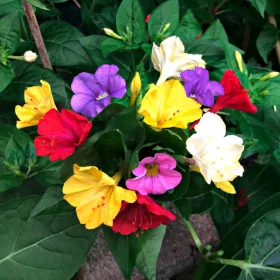 Mirabilis jalapa / Csodatölcsér