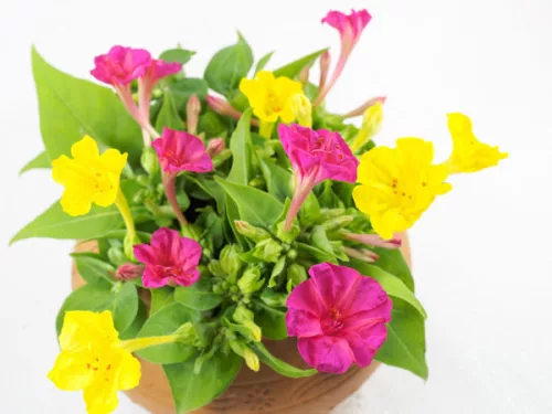 Mirabilis jalapa / Csodatölcsér
