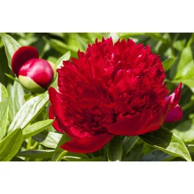Paeonia Red / Pünkösdirózsa piros