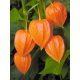 Physalis franchetii / Lampionvirág