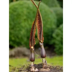 Sauromatum venosum / Csodagumó