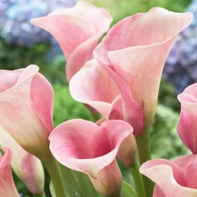 Zantedeschia pink / Kála rózsaszín